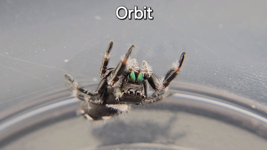 Orbit - Male Regal (Shipping Invoiced Separately)