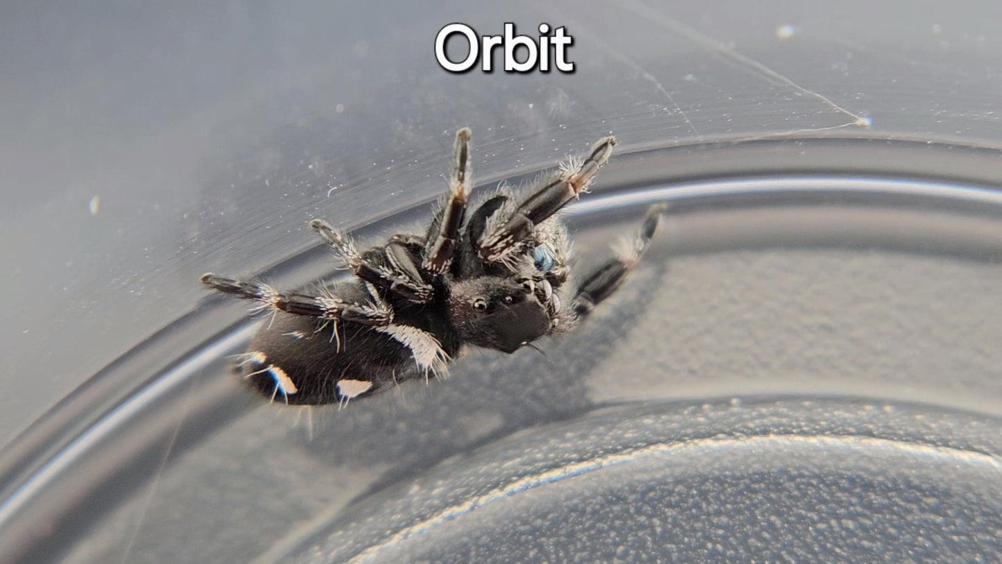 Orbit - Male Regal (Shipping Invoiced Separately)