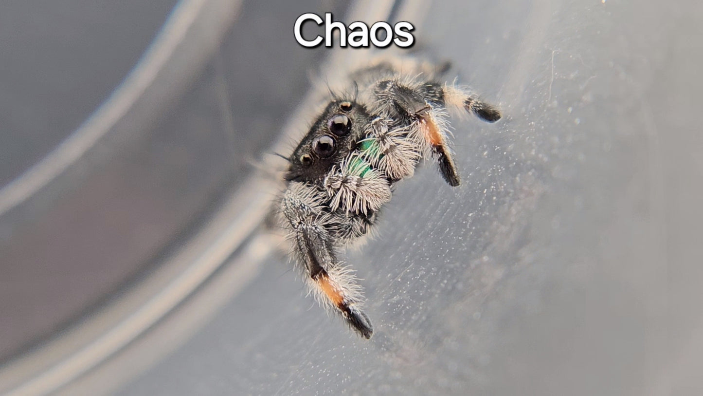 Chaos - Male Regal (Shipping Invoiced Separately)