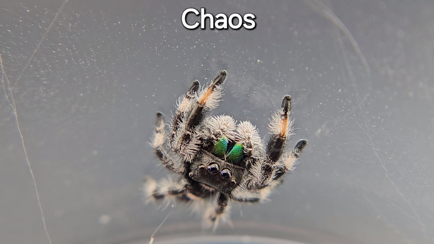 Chaos - Male Regal (Shipping Invoiced Separately)