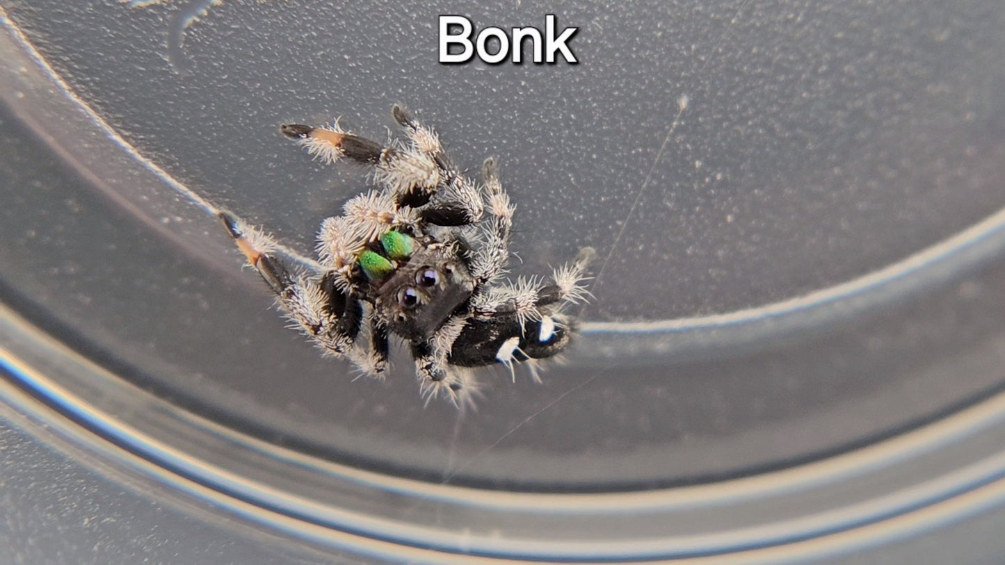 Bonk - Male Regal (Shipping Invoiced Separately)