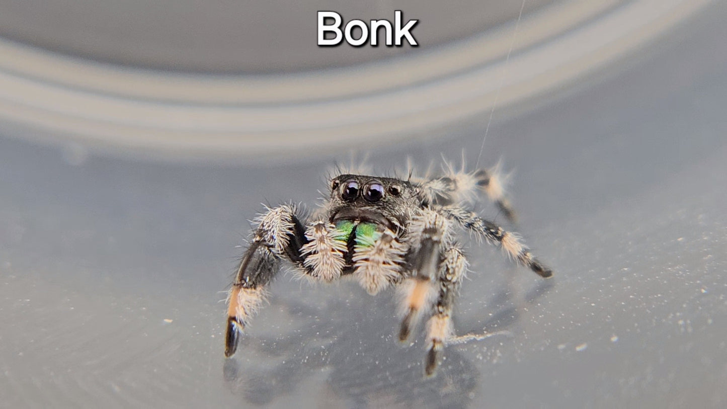 Bonk - Male Regal (Shipping Invoiced Separately)