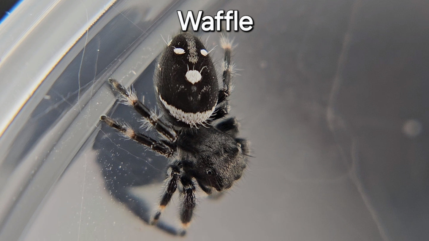 Waffle - Male Regal (Shipping Invoiced Separately)