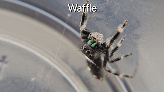 Waffle - Male Regal (Shipping Invoiced Separately)