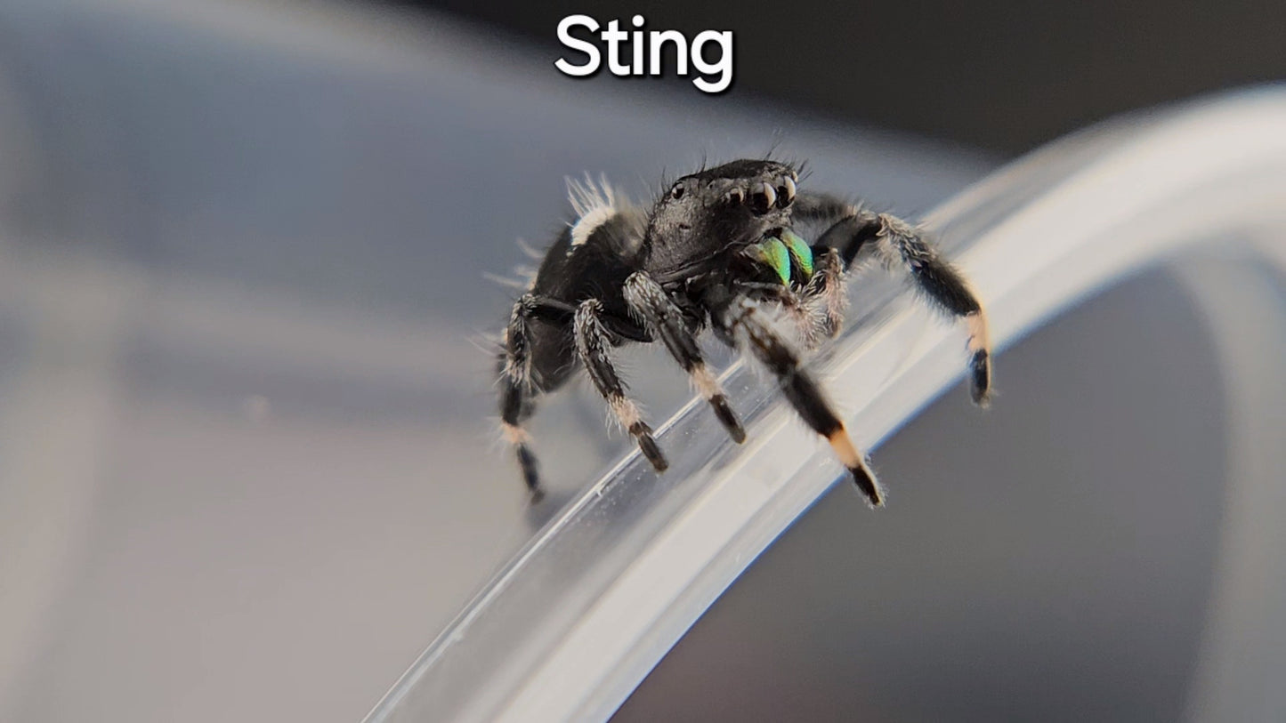 Sting - Male Regal (Shipping Invoiced Separately)