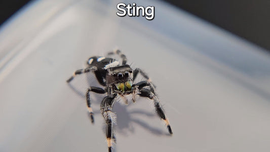 Sting - Male Regal (Shipping Invoiced Separately)