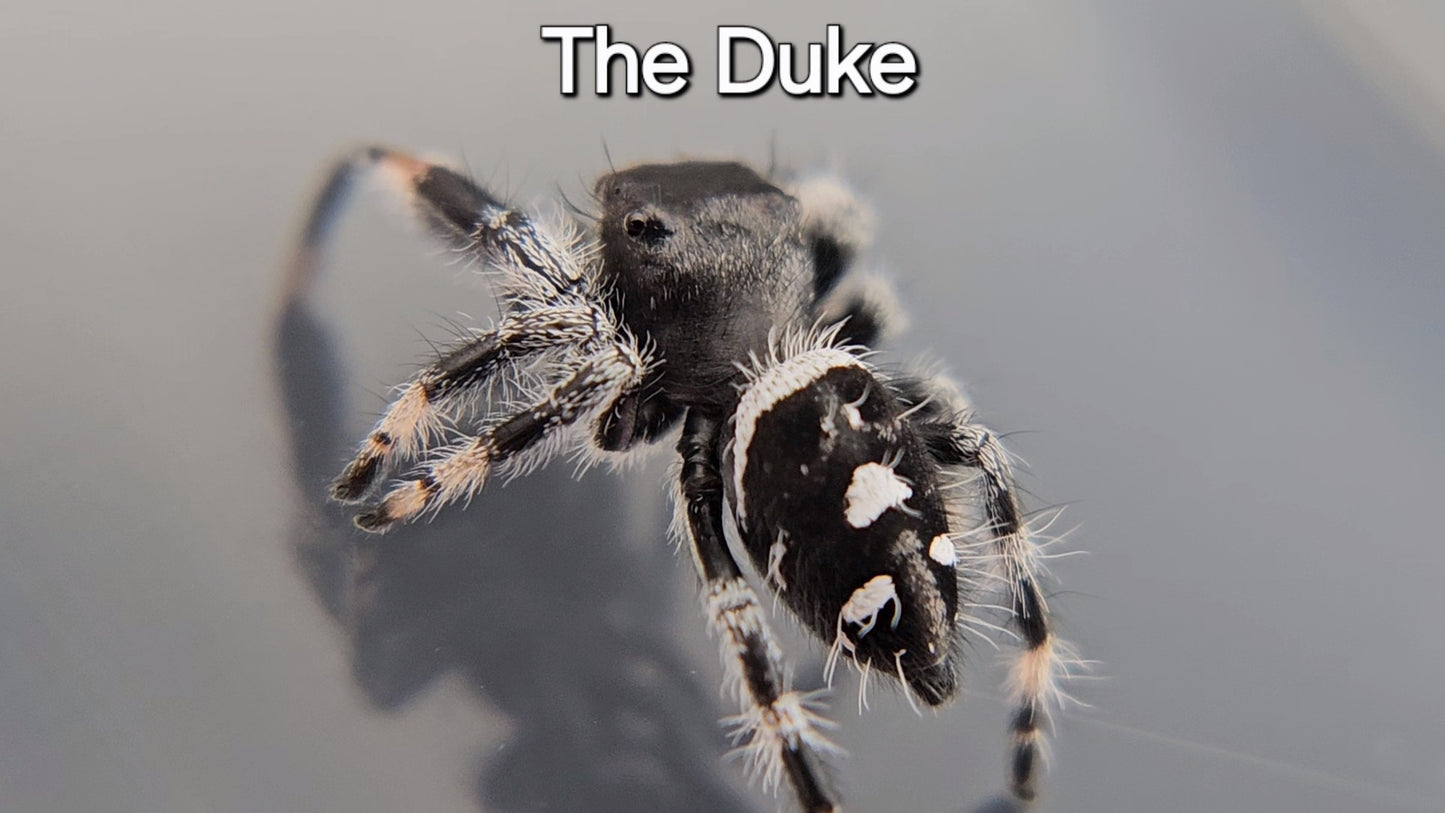 The Duke - Male Regal (Shipping Invoiced Separately)