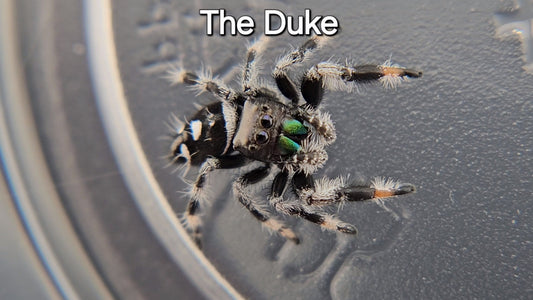 The Duke - Male Regal (Shipping Invoiced Separately)