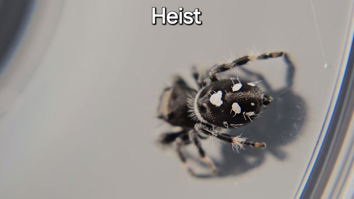 Heist - Male Regal (Shipping Invoiced Separately)