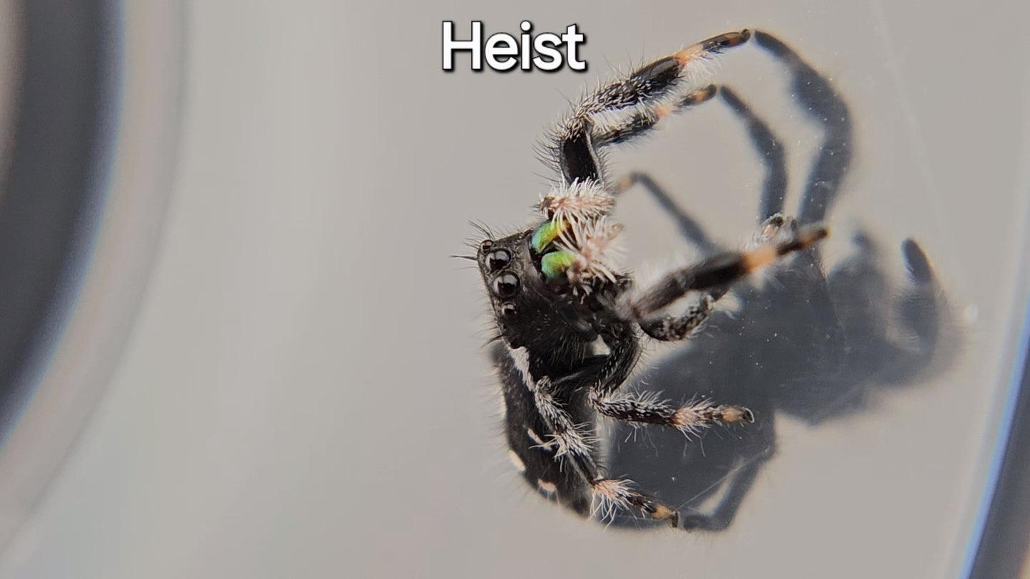 Heist - Male Regal (Shipping Invoiced Separately)