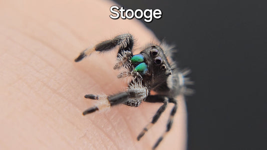 Stooge - Male Regal (Shipping Invoiced Separately)