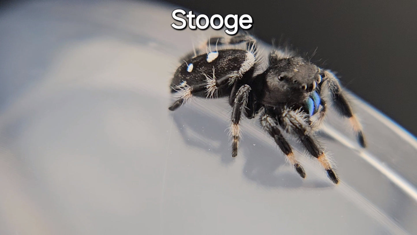 Stooge - Male Regal (Shipping Invoiced Separately)