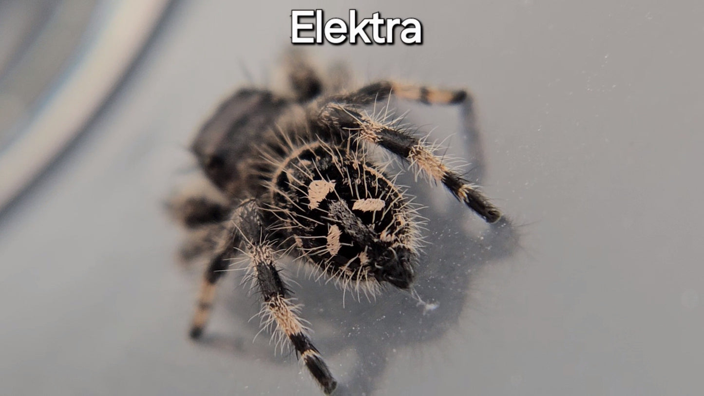 Elektra - Female Regal (Shipping Invoiced Separately)