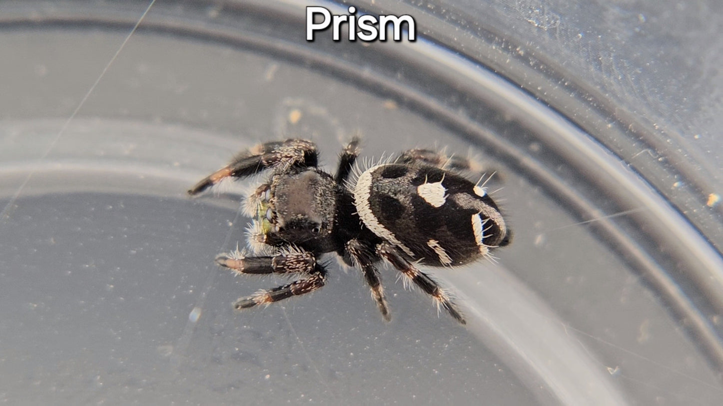 Prism - Female Regal (Shipping Invoiced Separately)