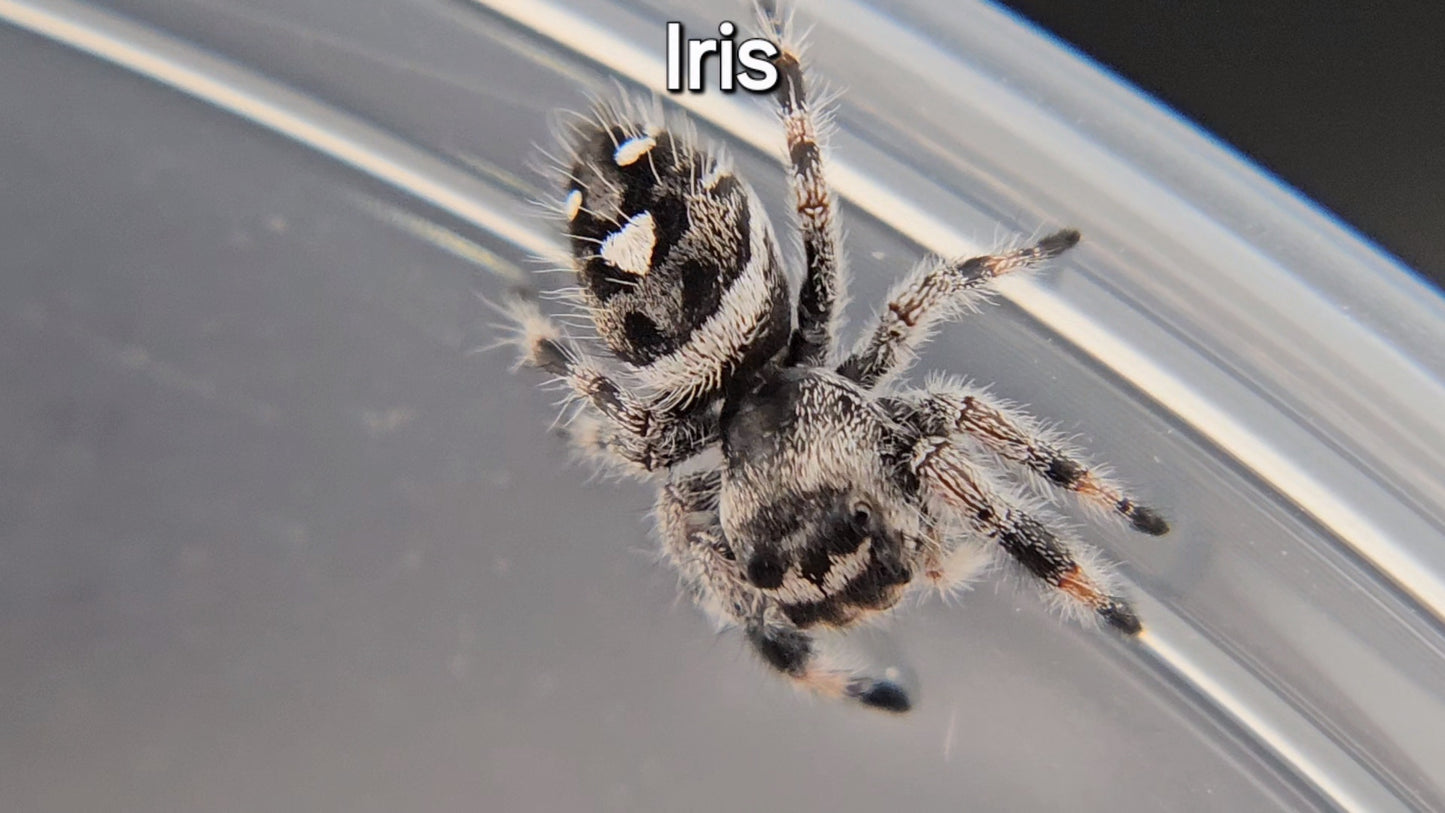 Iris - Female Regal (Shipping Invoiced Separately)