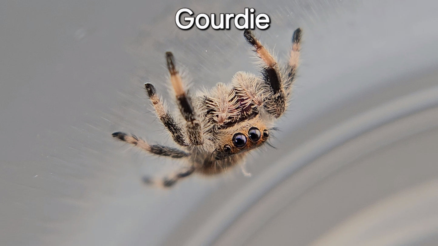 Gourdie - Female Regal (Shipping Invoiced Separately)