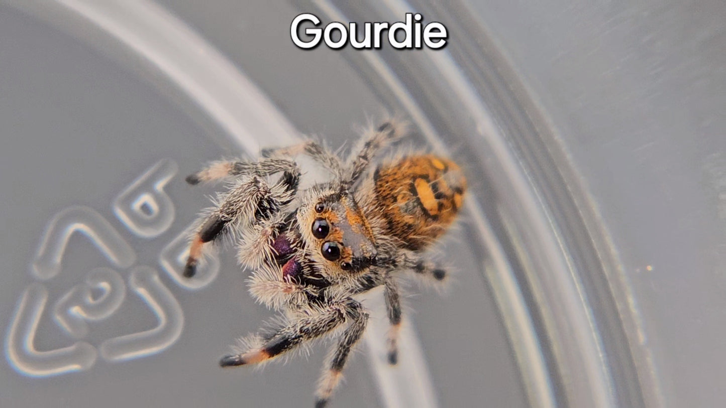 Gourdie - Female Regal (Shipping Invoiced Separately)