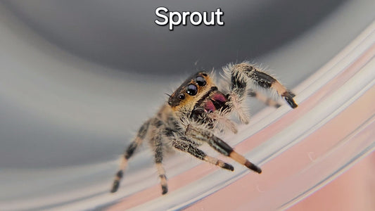 Sprout - Female Regal (Shipping Invoiced Separately)