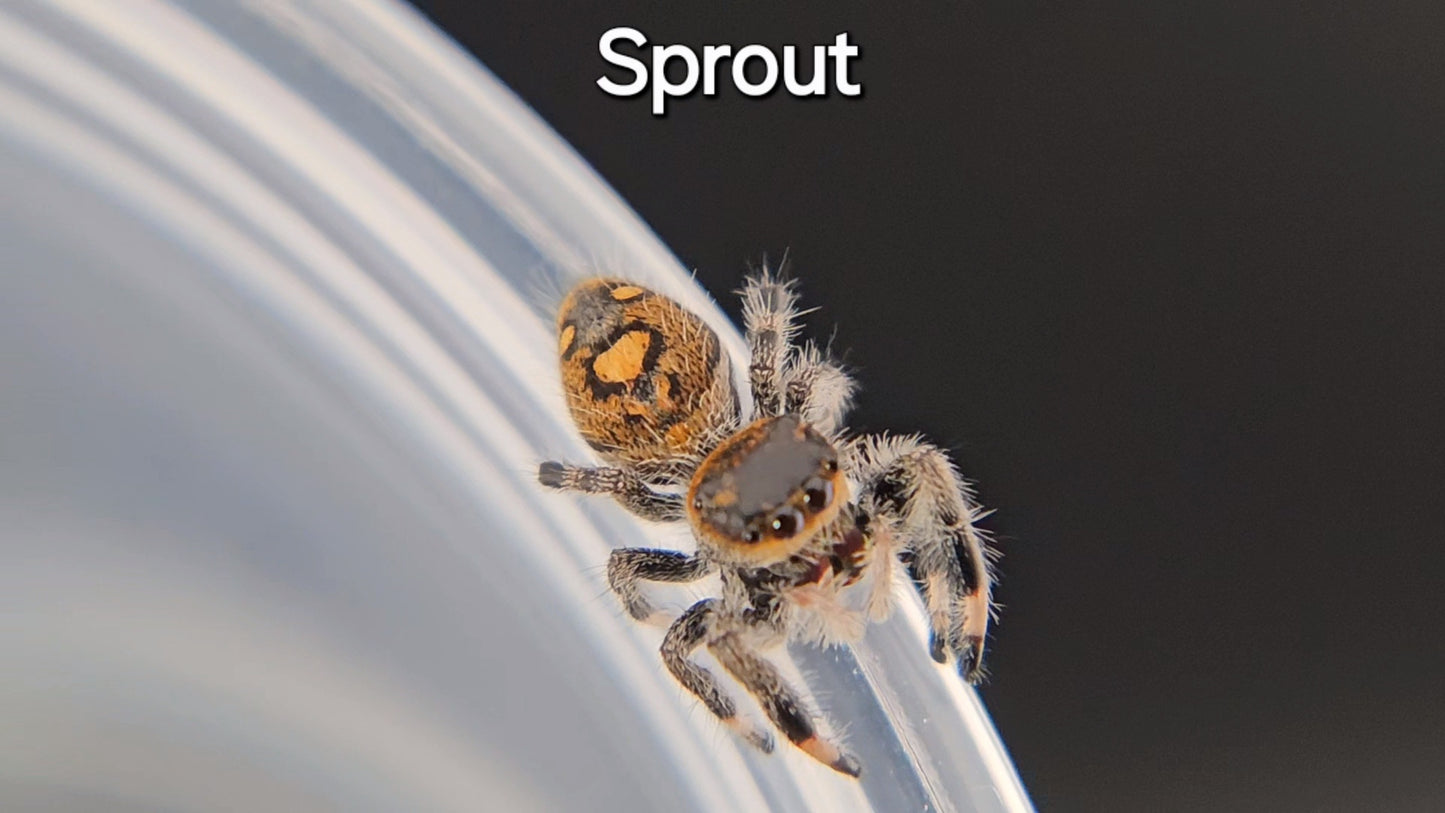 Sprout - Female Regal (Shipping Invoiced Separately)