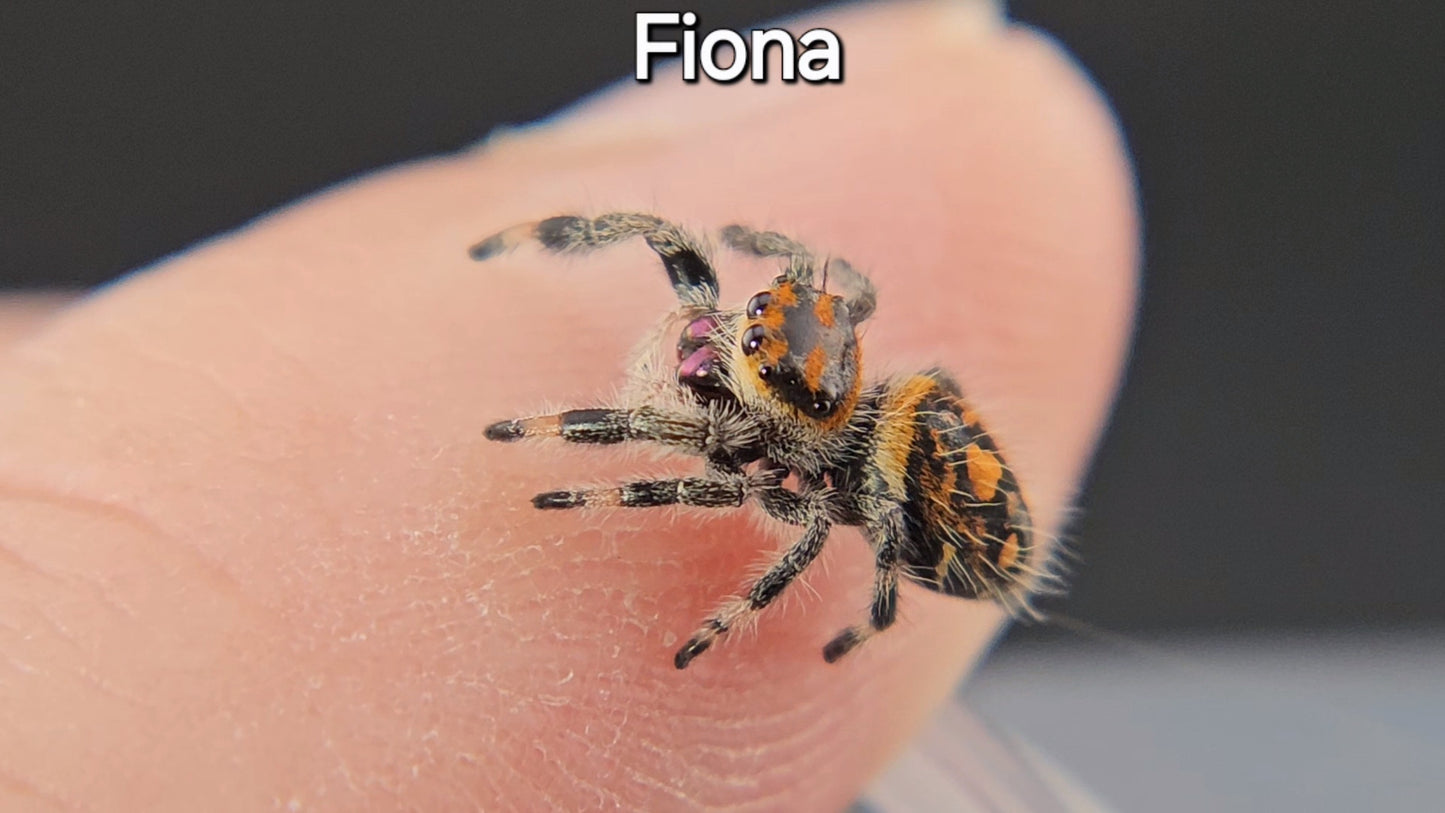 Fiona - Female Regal (Shipping Invoiced Separately)