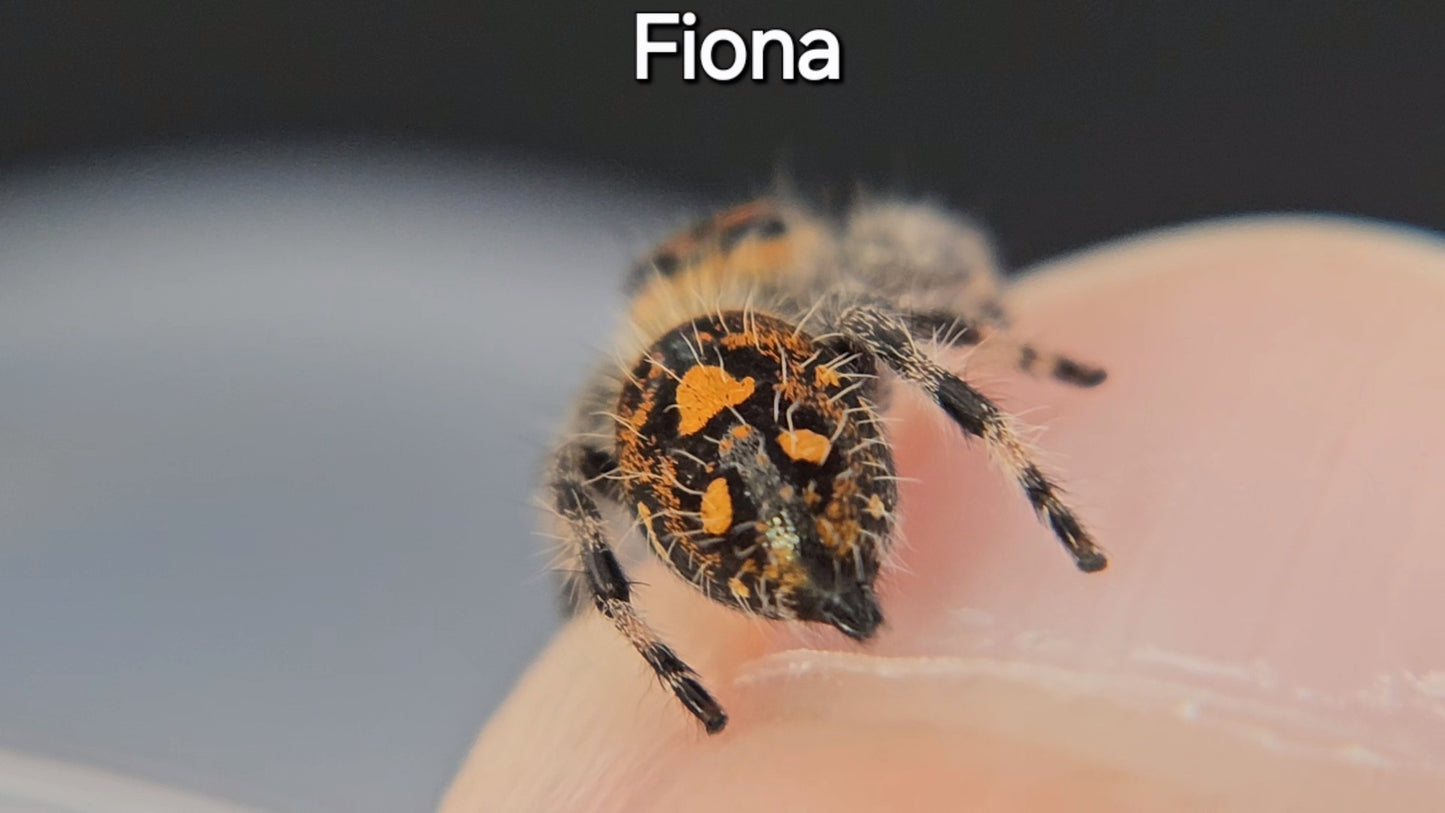 Fiona - Female Regal (Shipping Invoiced Separately)