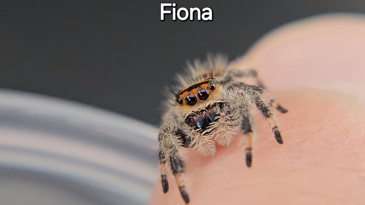 Fiona - Female Regal (Shipping Invoiced Separately)