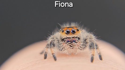 Fiona - Female Regal (Shipping Invoiced Separately)