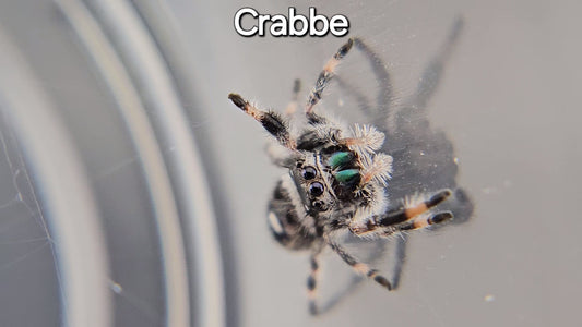 Crabbe - Male Regal (Shipping Invoiced Separately)