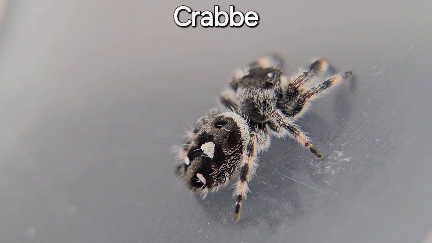 Crabbe - Male Regal (Shipping Invoiced Separately)