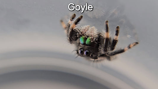 Goyle - Male Regal (Shipping Invoiced Separately)