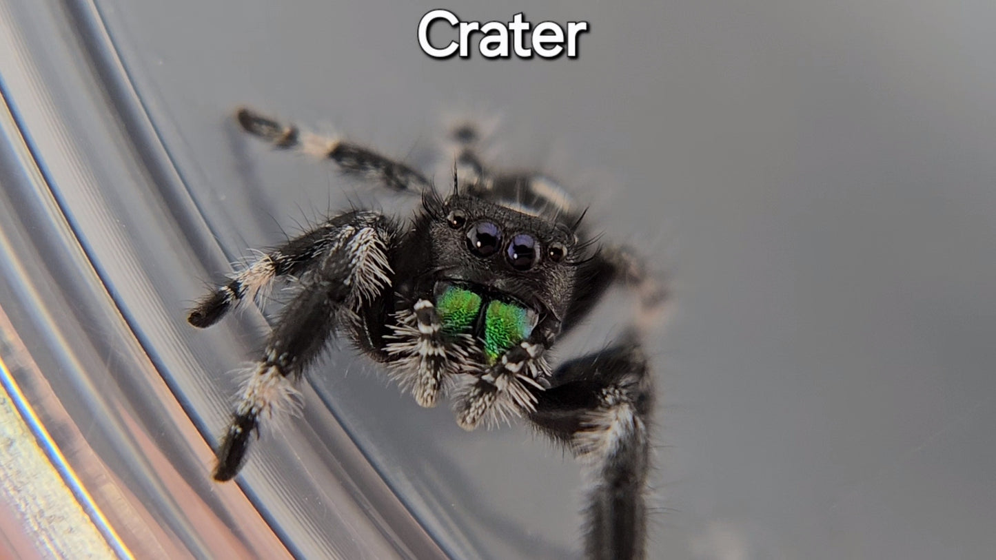 Crater - Male Regal (Shipping Invoiced Separately)