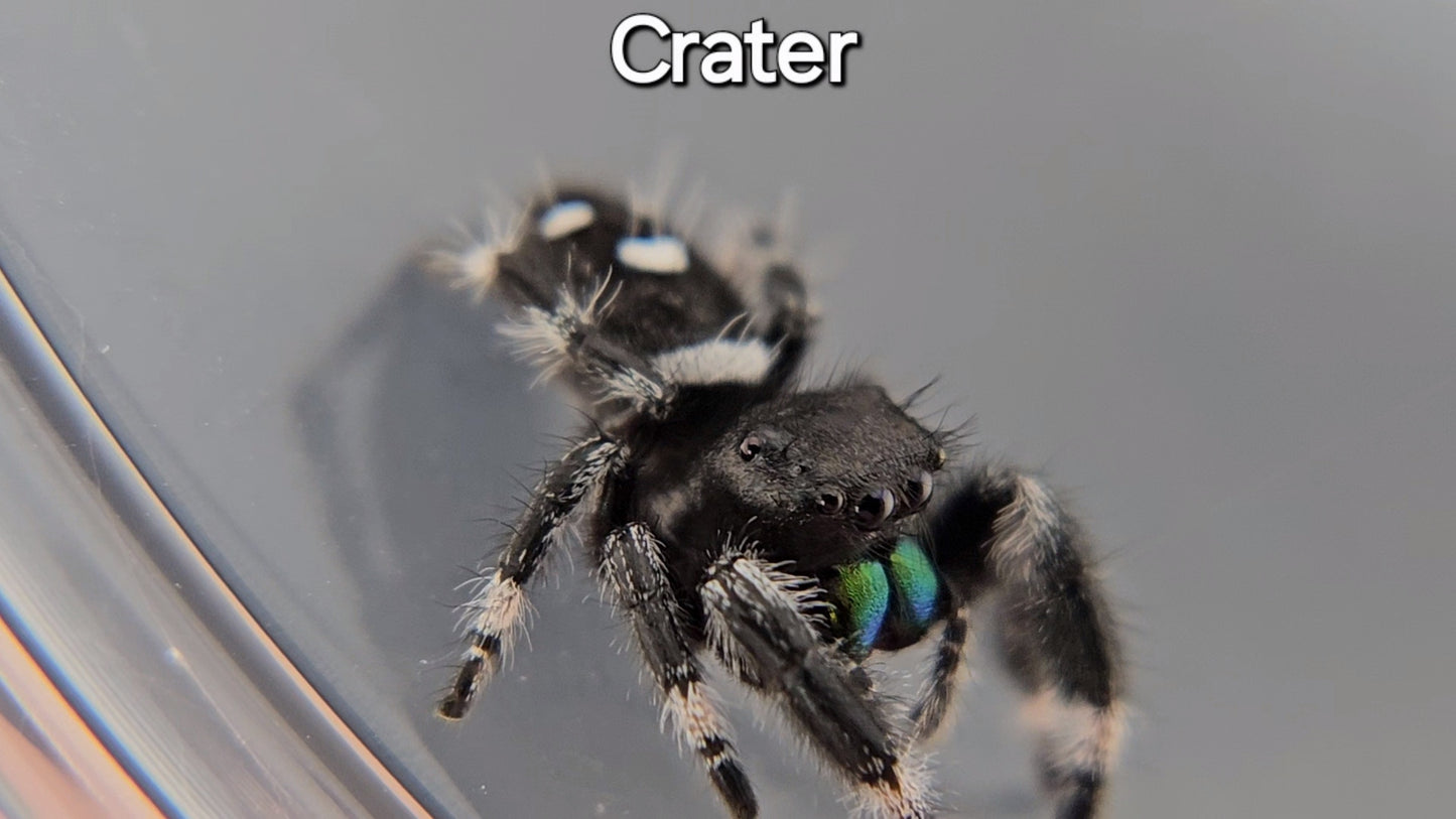 Crater - Male Regal (Shipping Invoiced Separately)