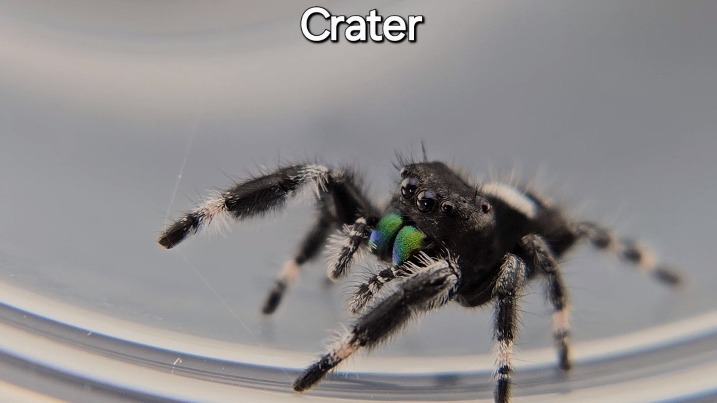 Crater - Male Regal (Shipping Invoiced Separately)