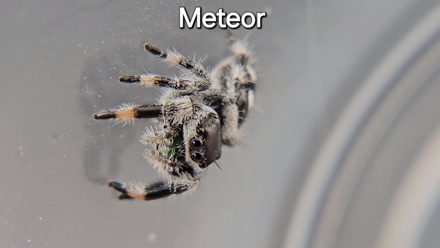 Meteor - Male Regal (Shipping Invoiced Separately)