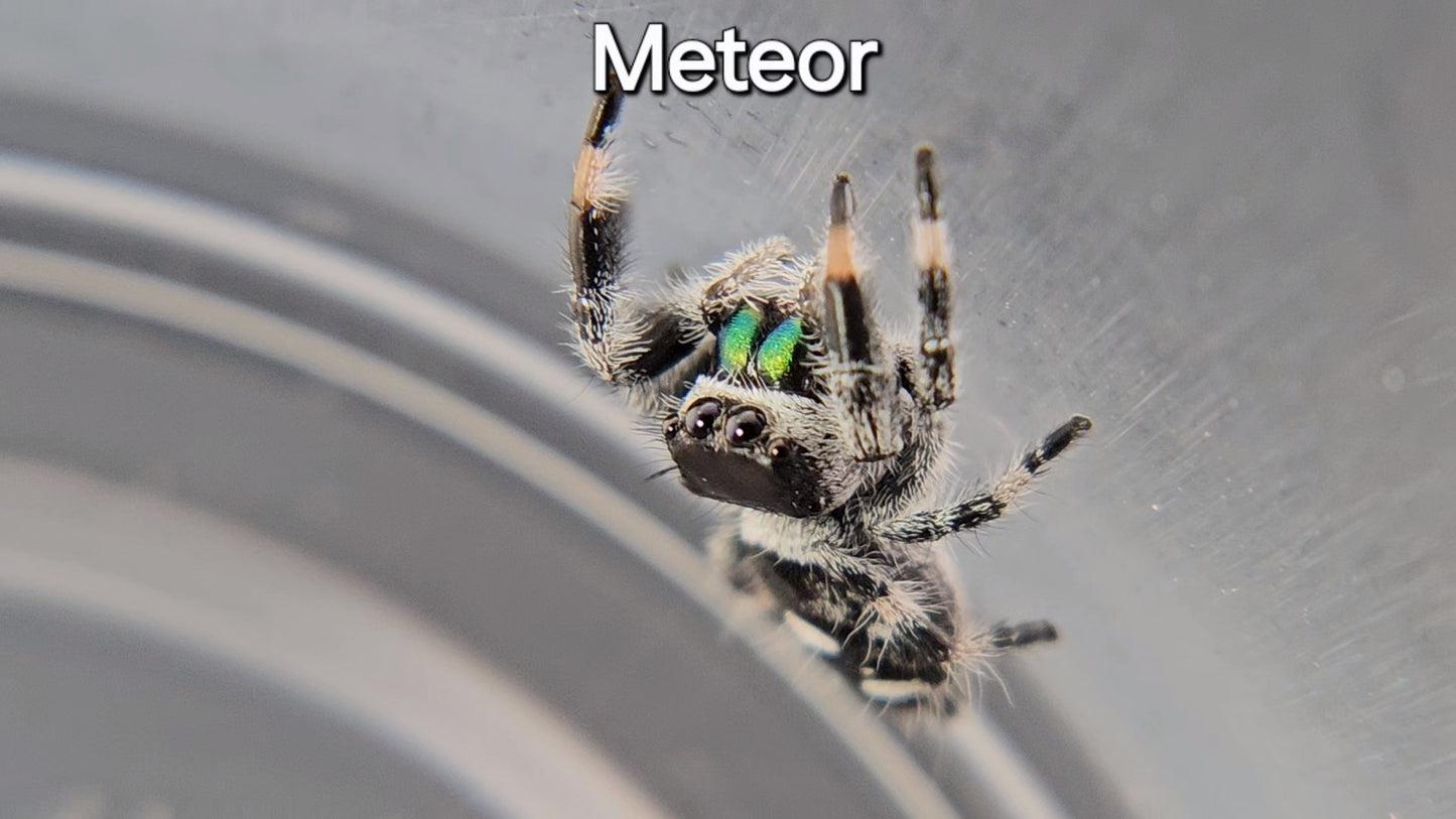 Meteor - Male Regal (Shipping Invoiced Separately)