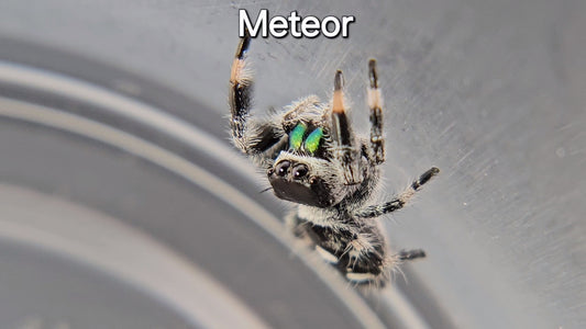 Meteor - Male Regal (Shipping Invoiced Separately)