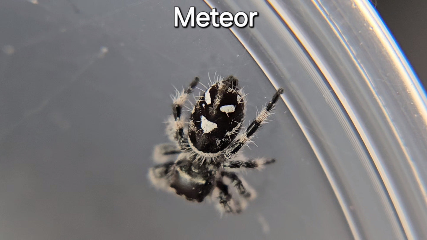 Meteor - Male Regal (Shipping Invoiced Separately)