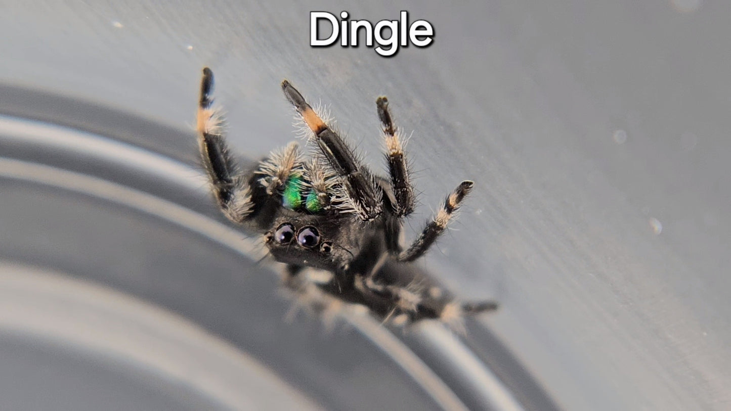 Dingle - Male Regal (Shipping Invoiced Separately)