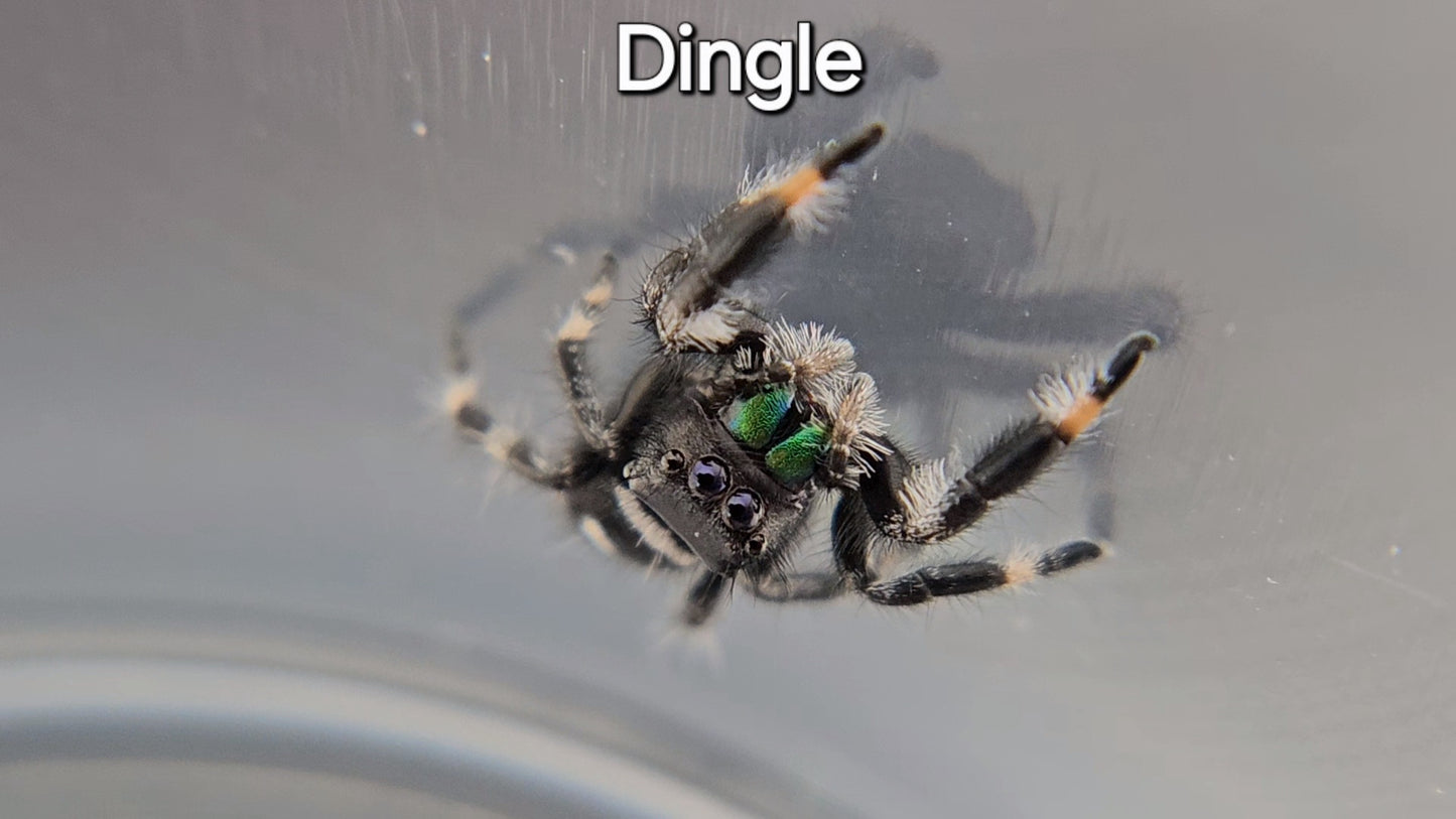 Dingle - Male Regal (Shipping Invoiced Separately)