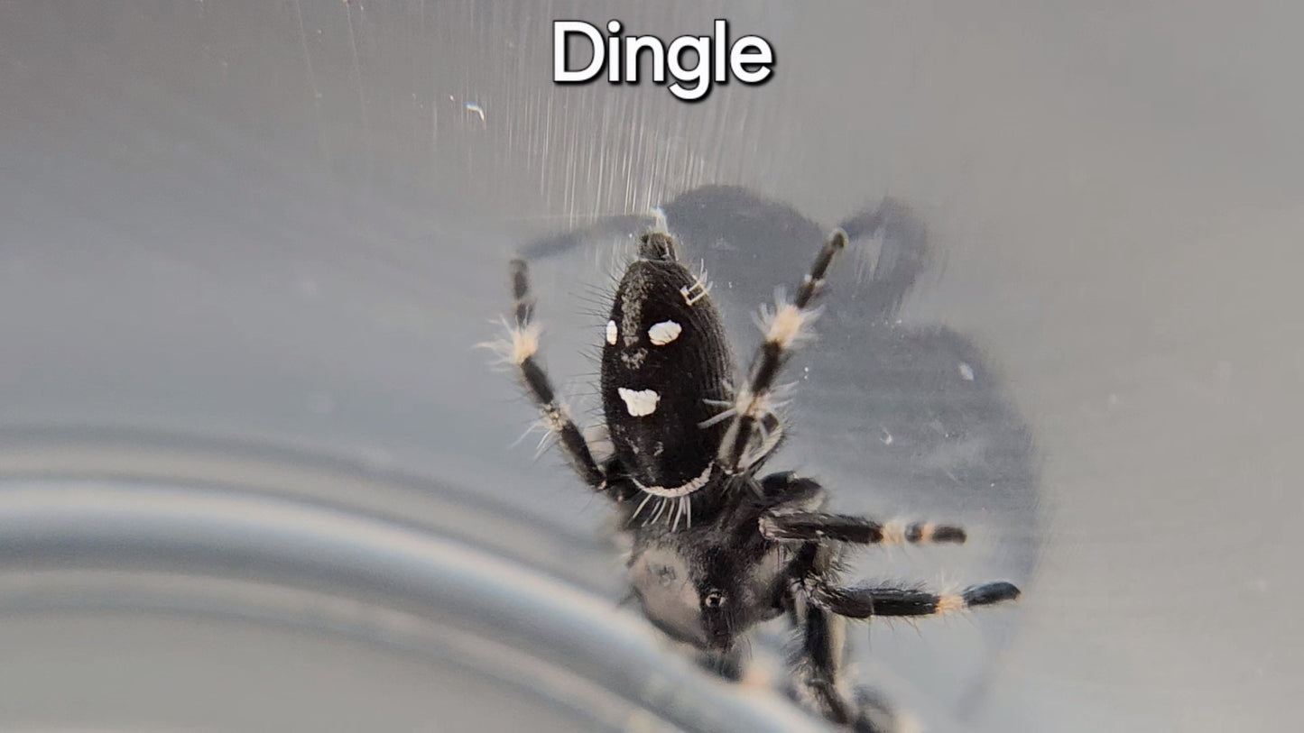 Dingle - Male Regal (Shipping Invoiced Separately)