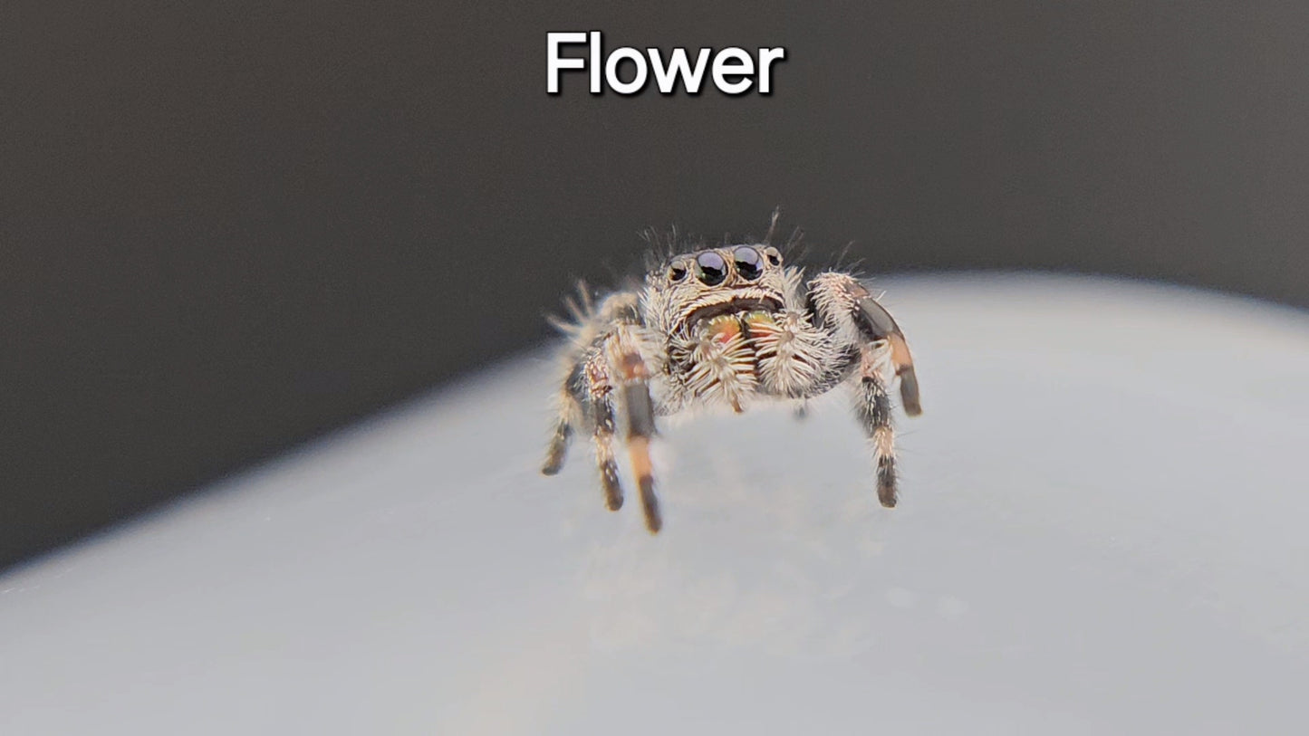 Flower - Female Regal (Shipping Invoiced Separately)