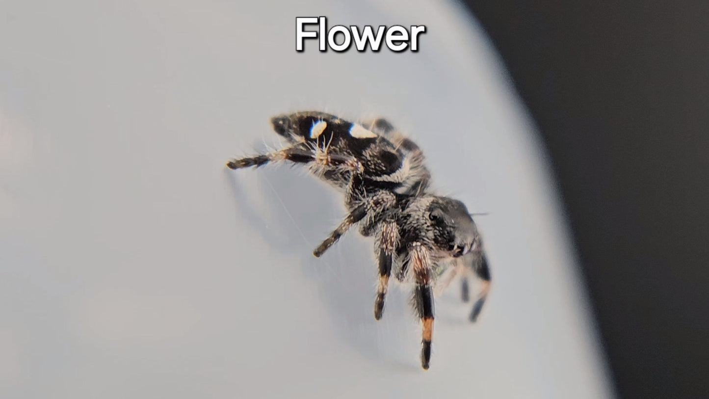 Flower - Female Regal (Shipping Invoiced Separately)