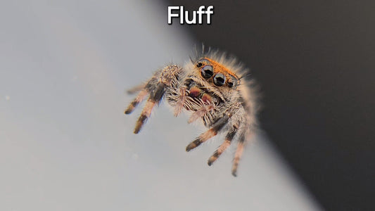 Fluff - Juvenile Female Regal (Shipping Invoiced Separately)