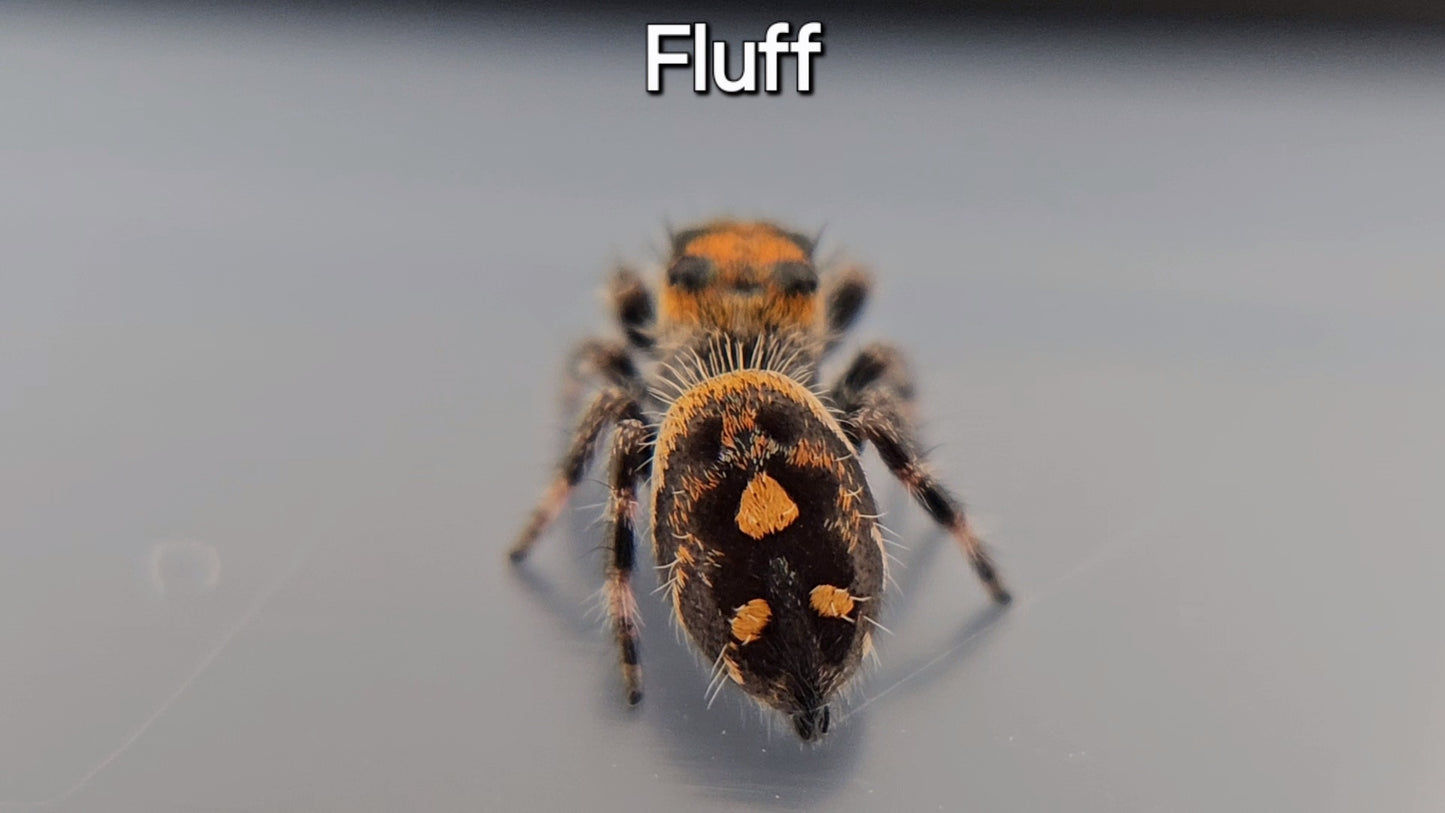 Fluff - Juvenile Female Regal (Shipping Invoiced Separately)