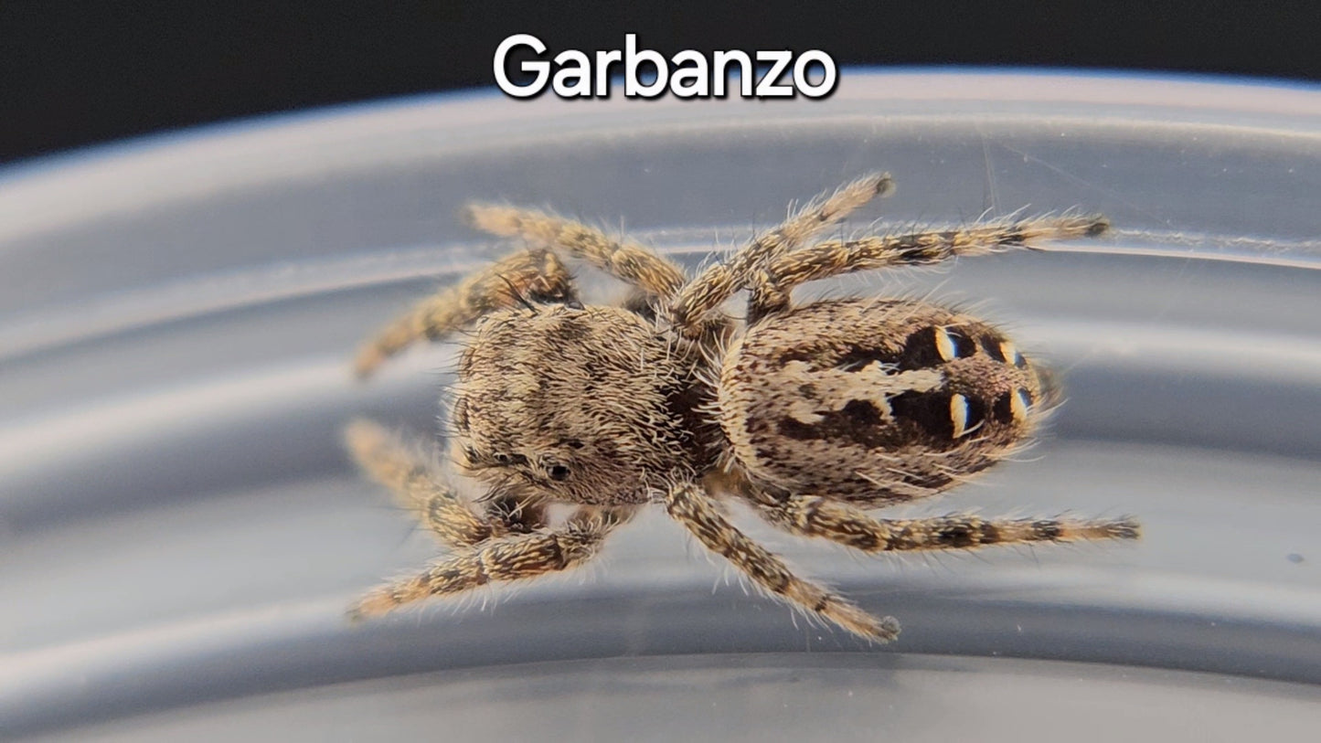 Garbanzo - Juvenile Unsexed P texanus