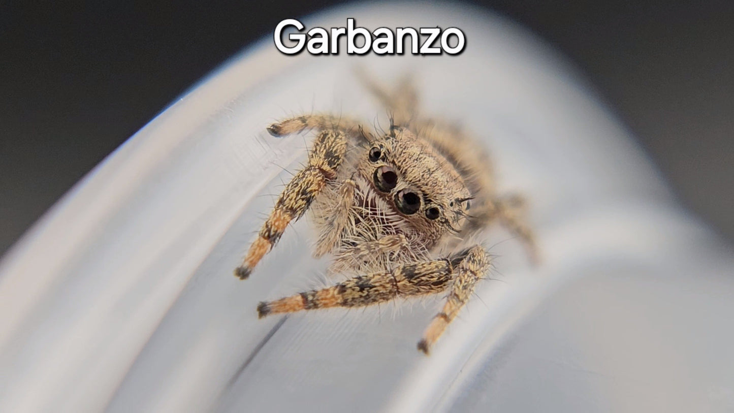 Garbanzo - Juvenile Unsexed P texanus