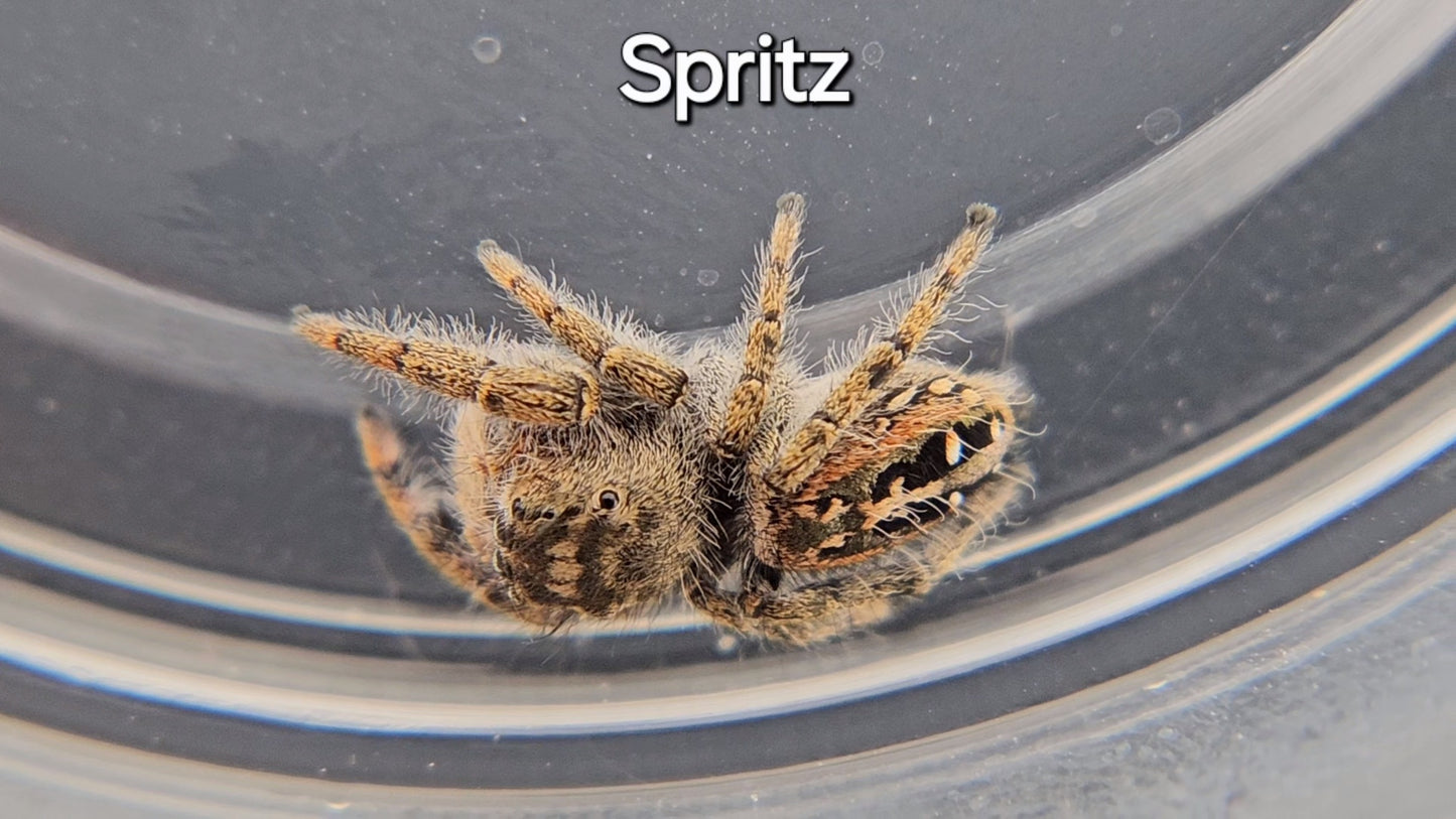 Spritz - Female(?) P texanus (Shipping Invoiced Separately)