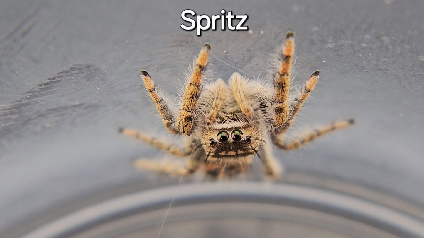 Spritz - Female(?) P texanus (Shipping Invoiced Separately)