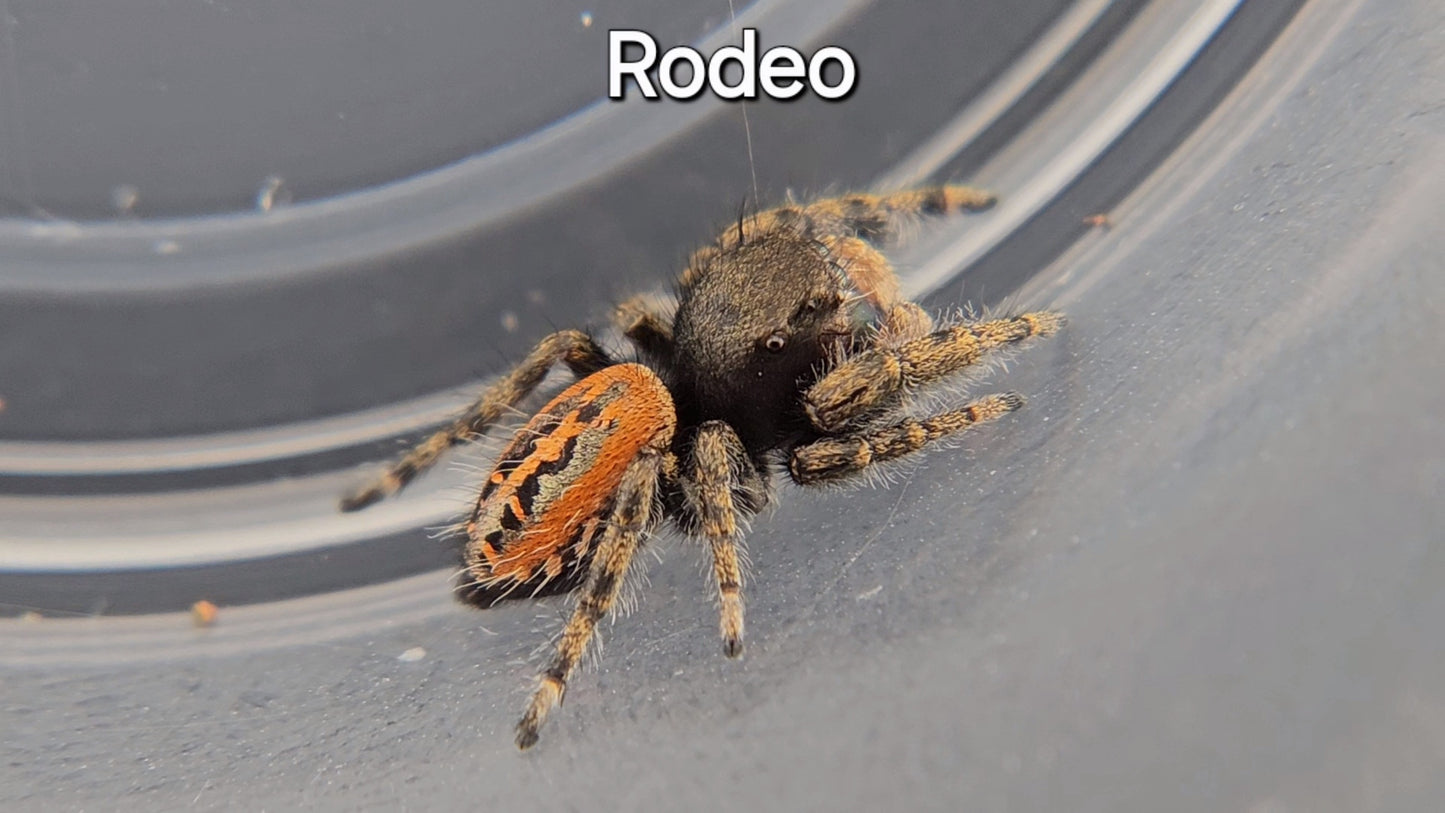 Rodeo - Penultimate Male P texanus (Shipping Invoiced Separately)