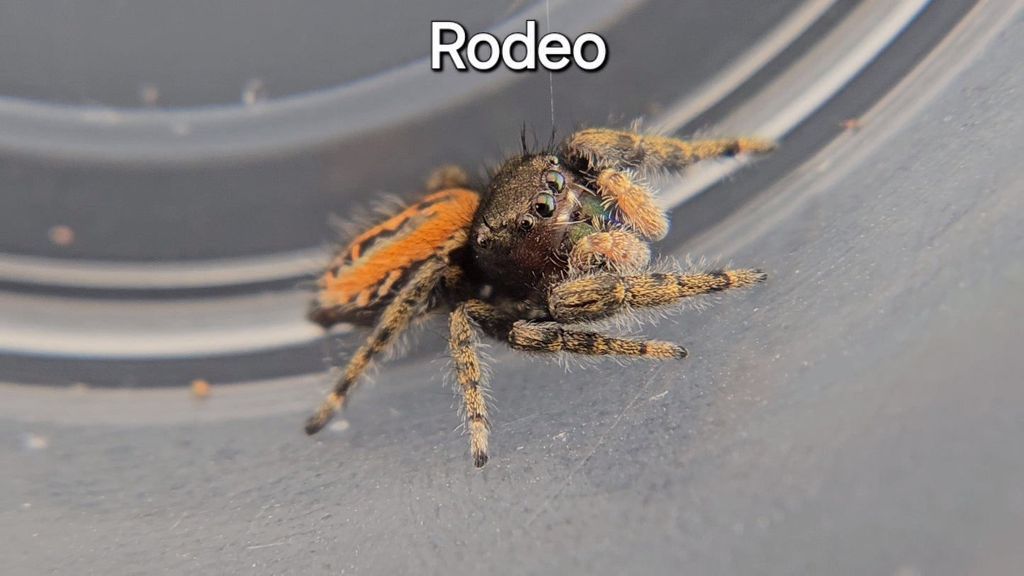 Rodeo - Penultimate Male P texanus (Shipping Invoiced Separately)